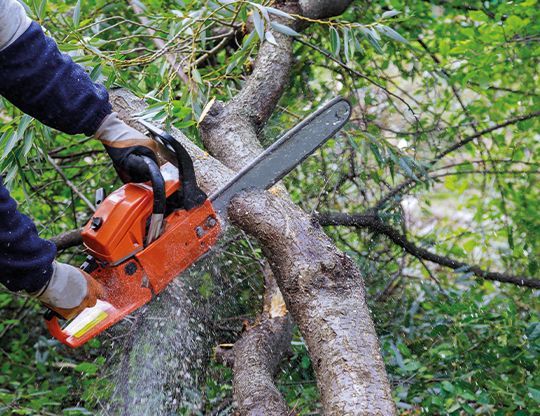 Service d'élagage : abattage arbre Mont de Marsan et alentours