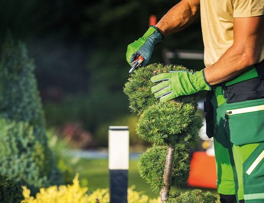 Aménagements extérieurs, jardin et parcs à Mont de Marsan