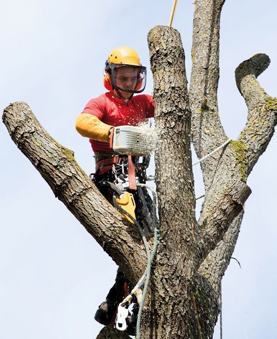 Élagage d'arbre à Mont-de-Marsan et alentours